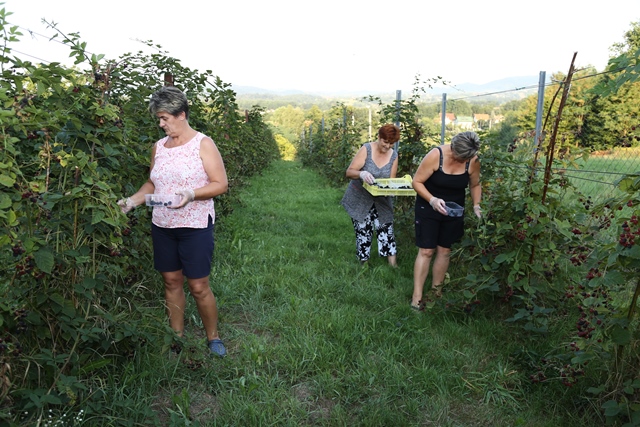 12.8.-2015.-kupinjak-obitelji-zalec-028.jpg
