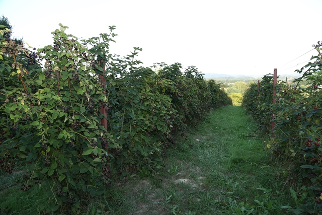 12.8.-2015.-kupinjak-obitelji-zalec-068.jpg