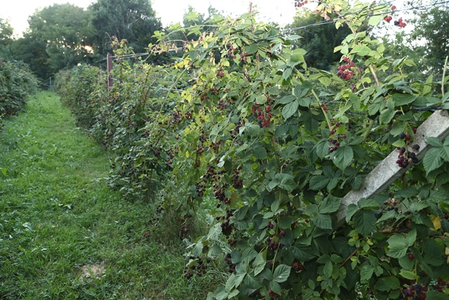 12.8.-2015.-kupinjak-obitelji-zalec-119.jpg